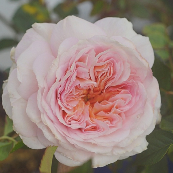 Meet your Posher, Leigh - Picture 1 of 1